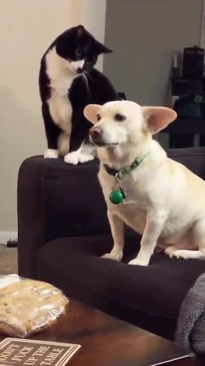 It was a prank bro! Can't you see the camera!