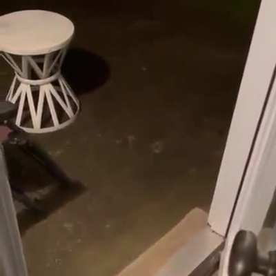 Every single cat ever...