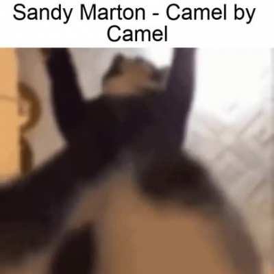fun(k)i cat