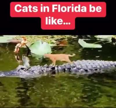 I'm a cat taxi now