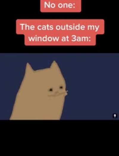 Every cat at 3am