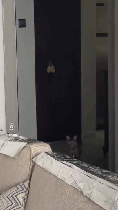 Car discovers aluminum foil for the first time