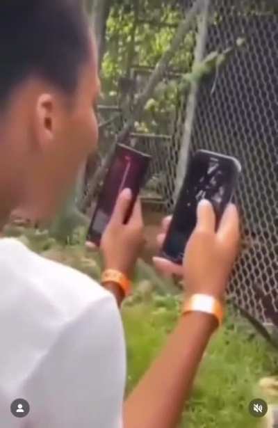To tease a lion
