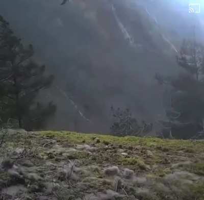 golden eagle flies away from the forest🕊