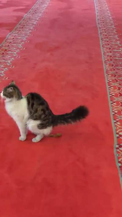 Taking in Suleymaniye Mosque, one of the holiest places in Istanbul. Thought I was about to make a new friend when...