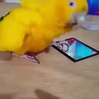 I find this sub's lack of birbs disturbing.