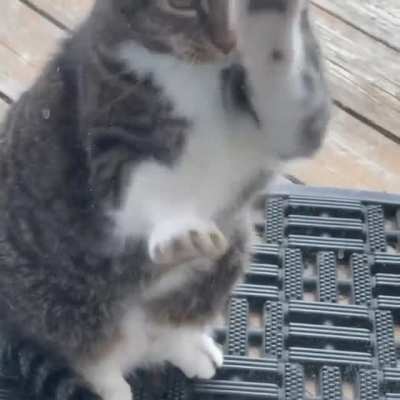 Angry Kitty Cardio