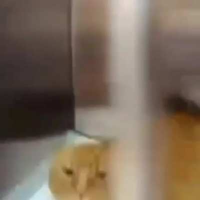 meow