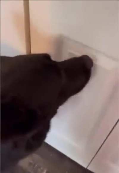 Ex-police dog found something in the closet