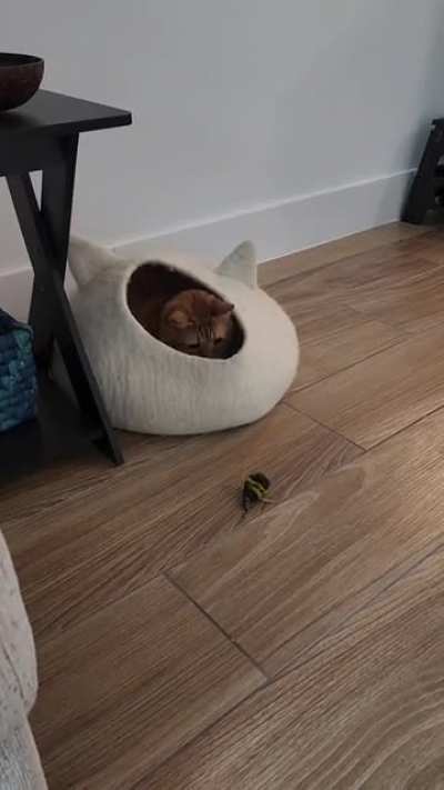 Thought I had a cat....turns out I have a hermit crab