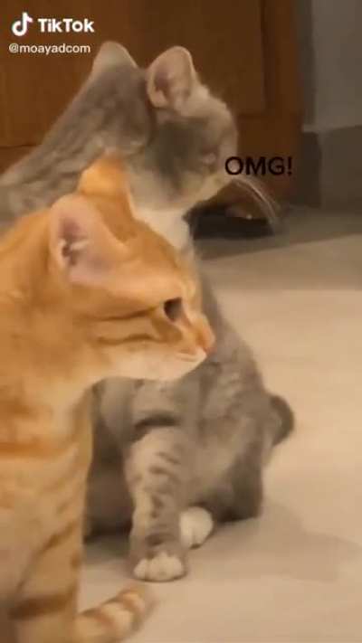Cat got your tongue?