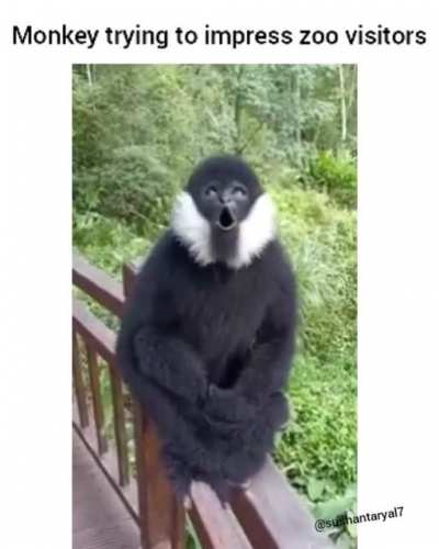 Monkey got some good vocals