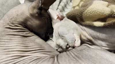 Perfectly Cut Chomps