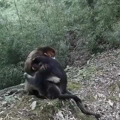 Two golden snubnosed monkeys hugging 🥺 (watch with sound)
