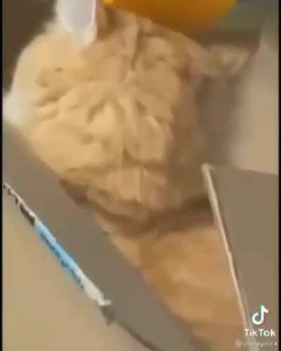 cAt BoNkS CaT