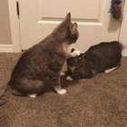 Cat exorcism