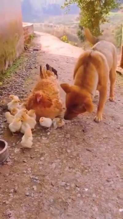 My cutie just wanted to see if the chick is alright!!!😍