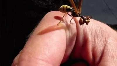 The mantidfly appears to be an odd combination of a praying mantis and a wasp, both of which are mortal enemies to each other. The mantidfly has the head and raptorial legs of a mantis but the thorax, wings and abdomen of a wasp.