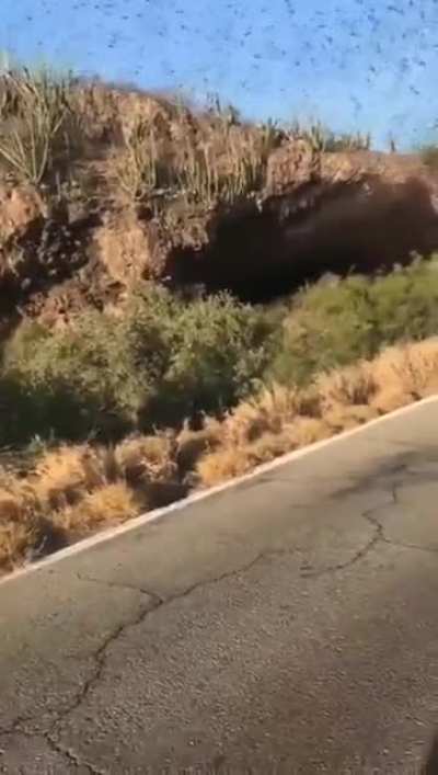 This cloud of bats leaving their cave