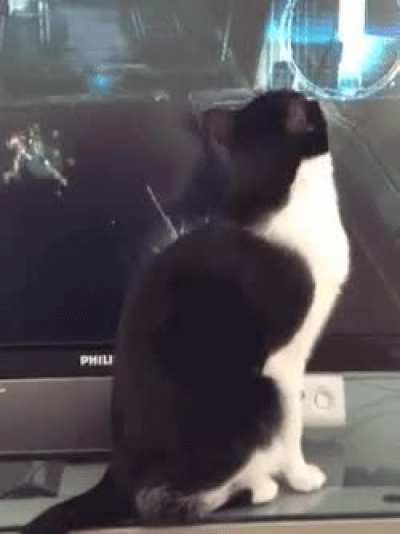 Lolcat, The Invincible Feline