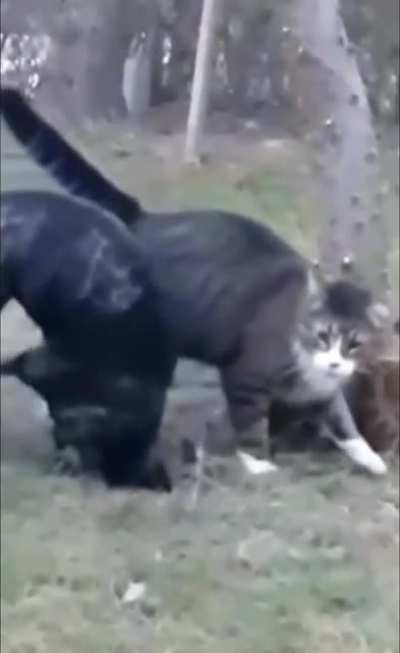 not all cats are assholes. This one is though 💯