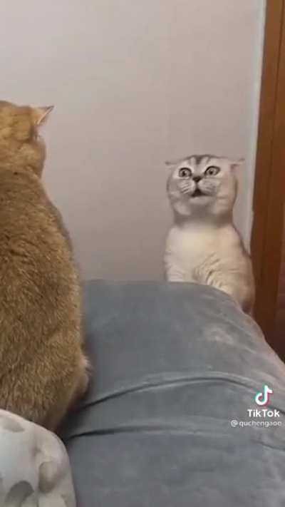 Haha what did I just watch.. crazy cats
