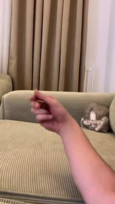 Wunk-fu