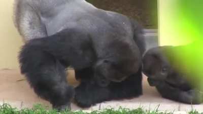 Silverback and his son, calmly observe a caterpillar.
