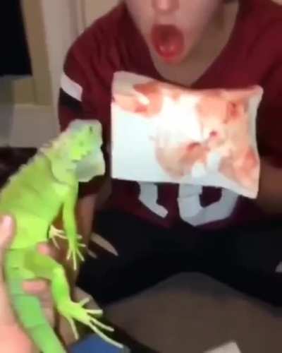 Played with a reptile, won a stupid prize