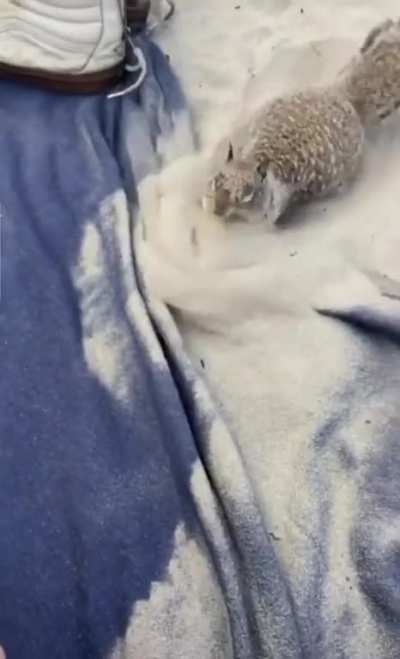 Angry squirrel