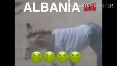 I present to you ANALBANIA