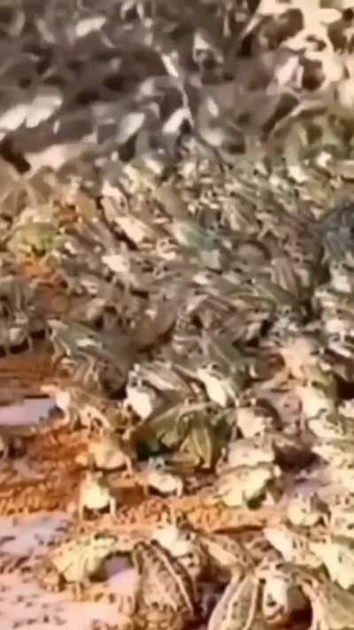 🐸