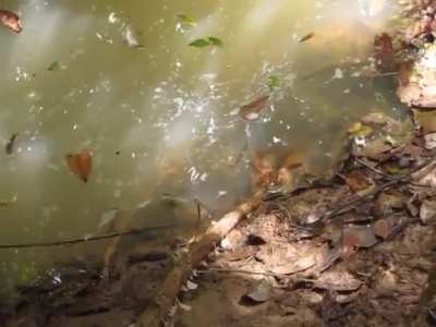 guy pokes andaconda with a stick