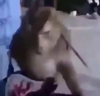 Monkey