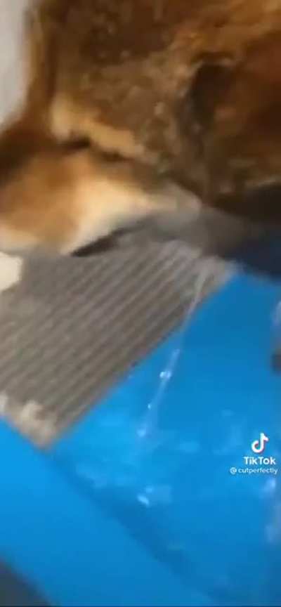 Shiba Inu moment