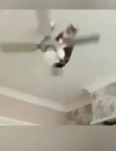 These Cats are geniuses 🐱