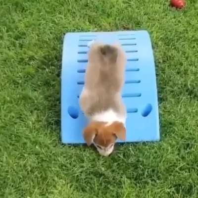 Pup down, get help.
