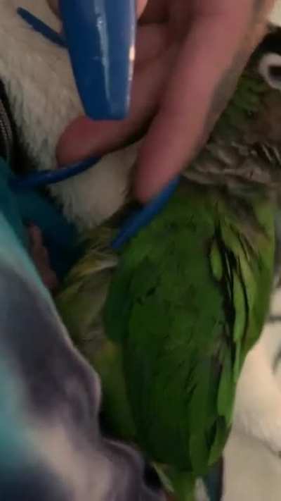 BirbRubs