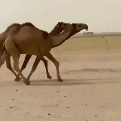 tututututututu tu tut ut tutututtutututu