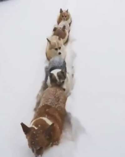 Corgi Snow Train