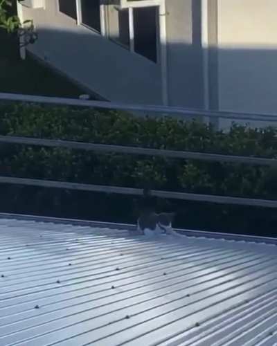 Spy Cat...