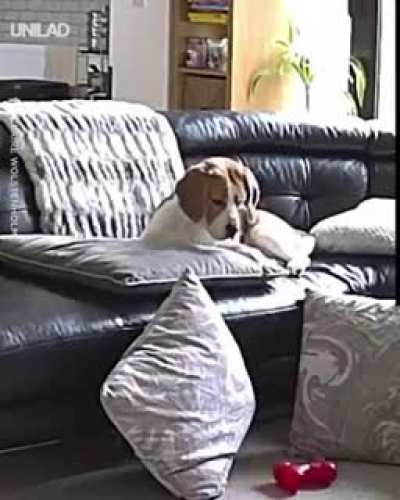 dog on the house camera being a total drama queen