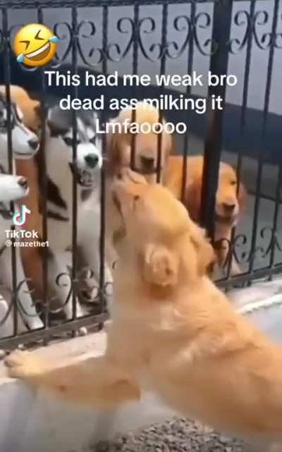 To be the alpha dog