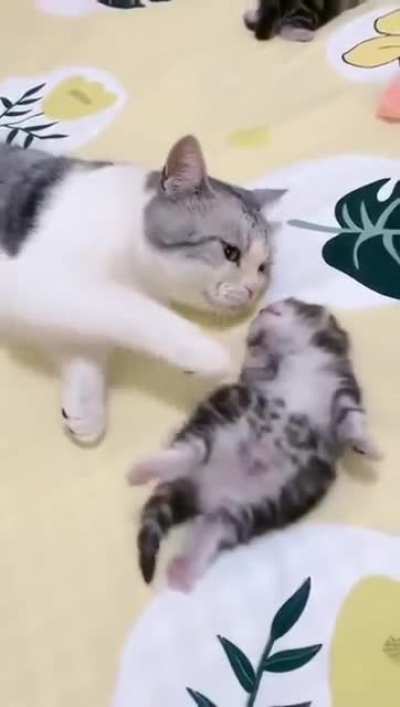 Mommy cat hugs baby kitten having a nightmare.