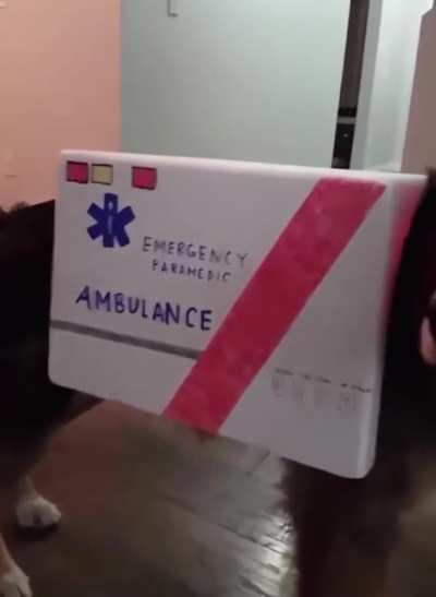 dog