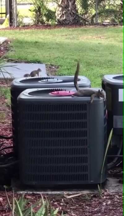 A squirrel needs to dry it’s nuts