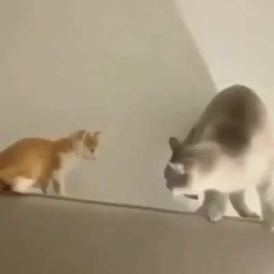 One punch cat