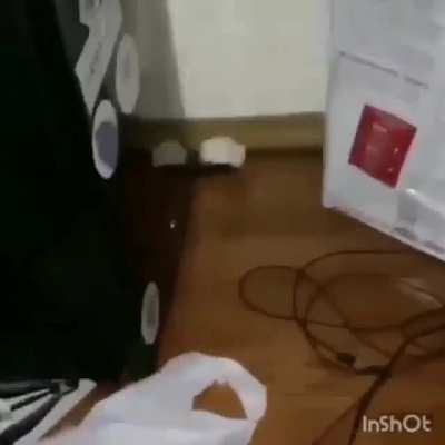Cursed Mouse