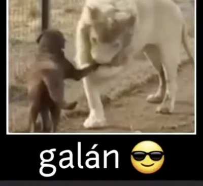 Ejale 😎