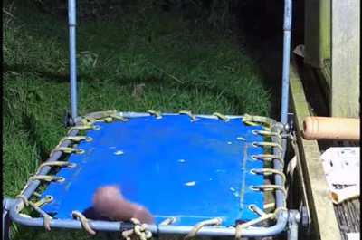 Just a stoat on a trampoline